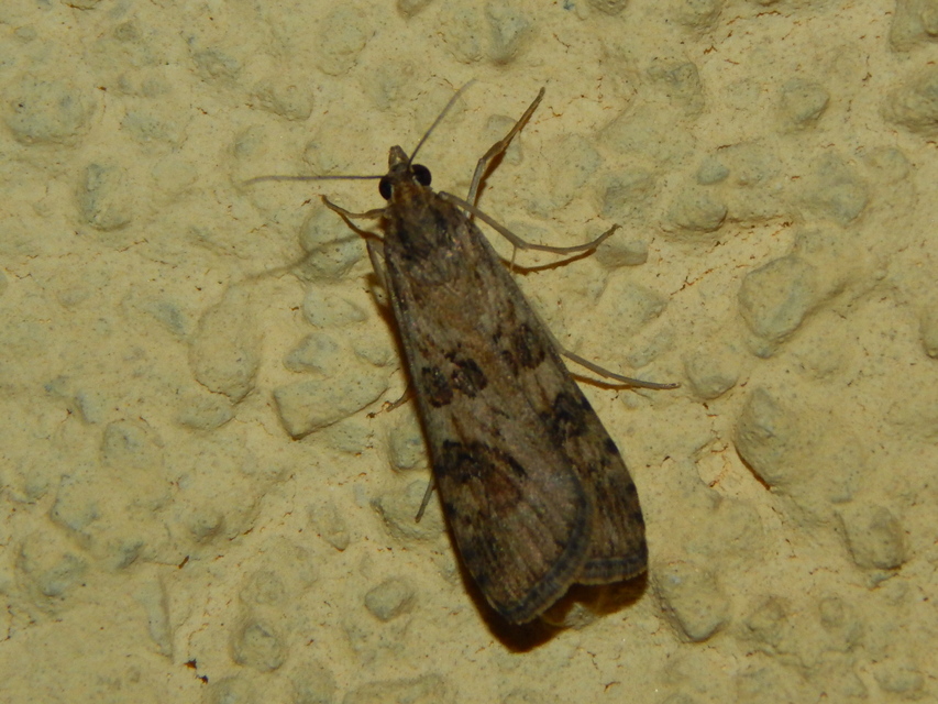 Nomophila noctuella - közönséges vándormoly