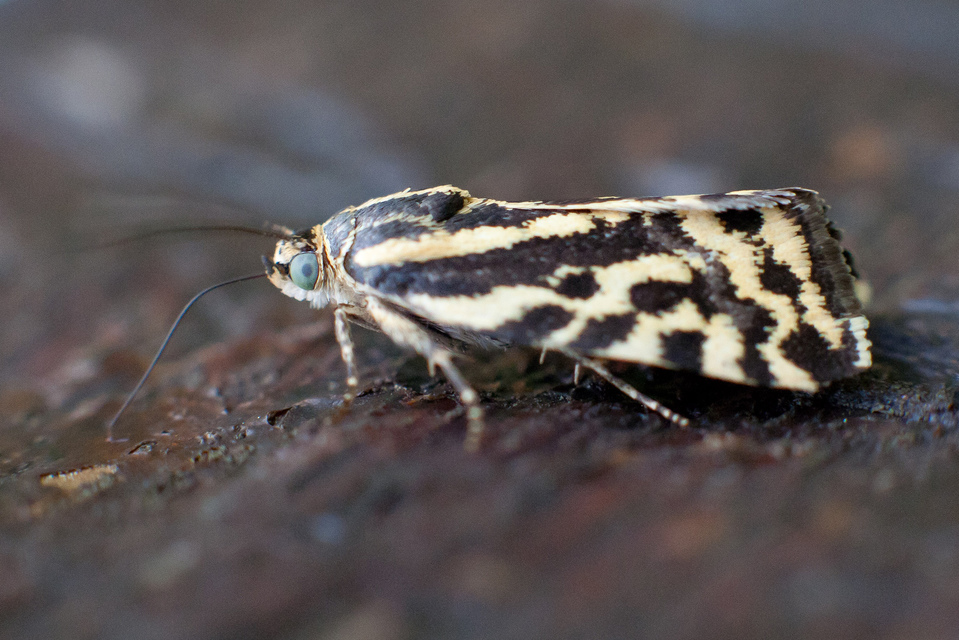 Emmelia trabealis - zebrabagoly