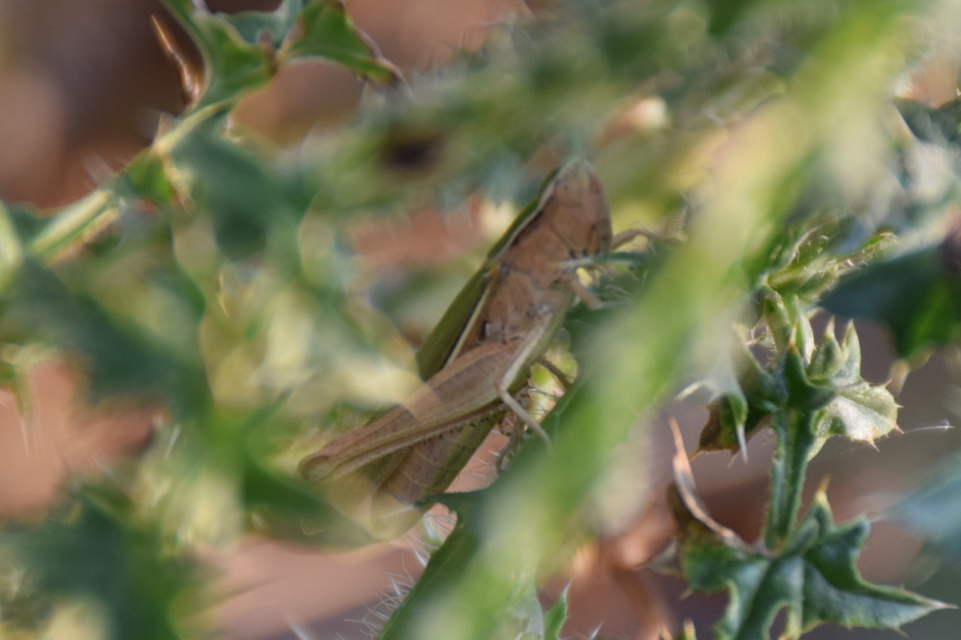 Chorthippus oschei pusztaensis - pusztai rétisáska