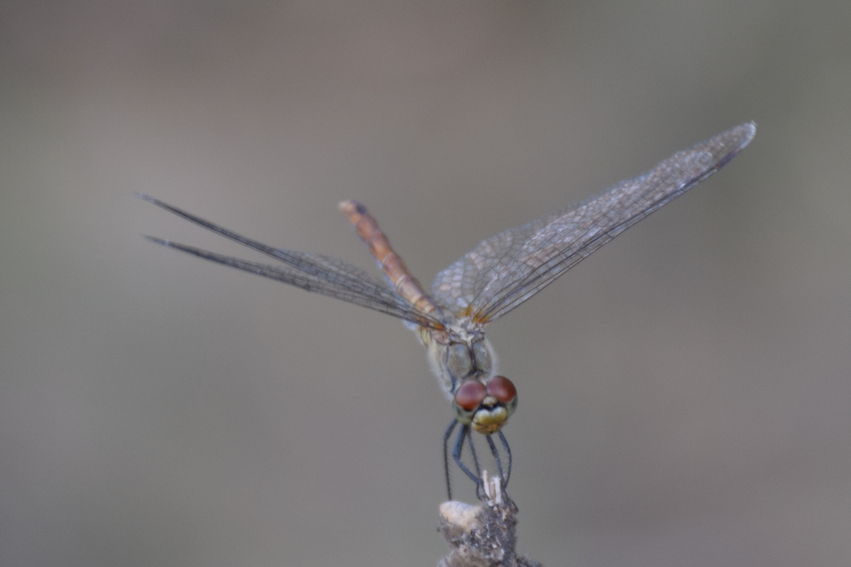 Sympetrum sanguineum - vörös katona-szitakötő