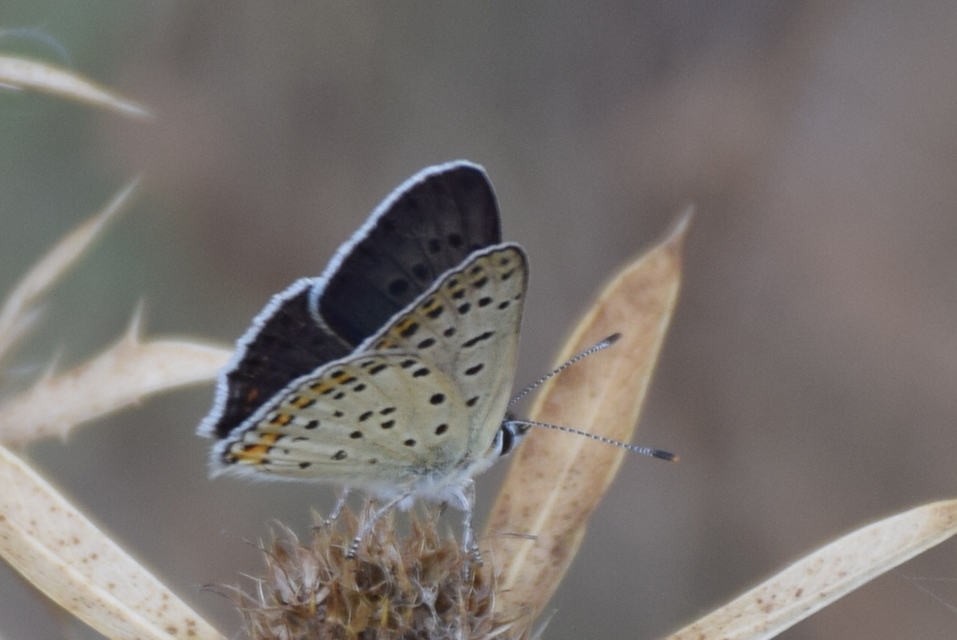 Lycaena tityrus - barna tűzlepke