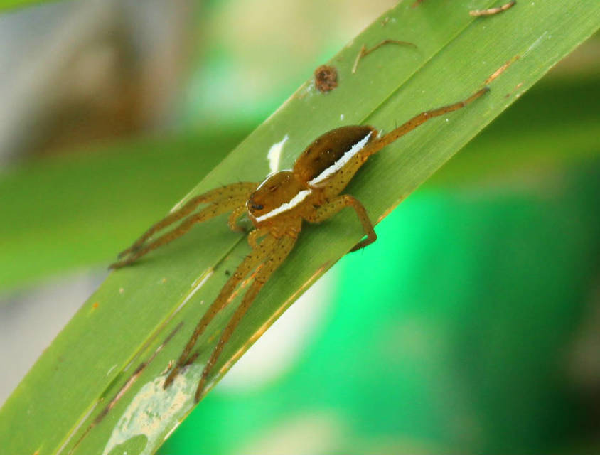 Dolomedes fimbriatus - szegélyes vidrapók