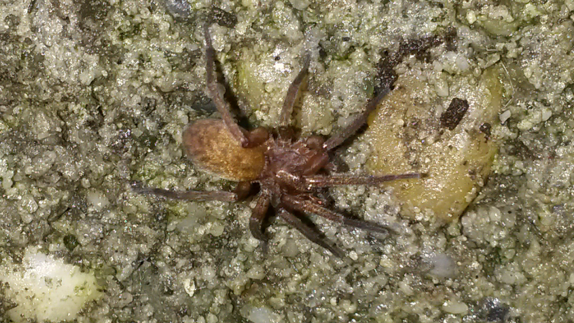 Agroeca brunnea - barna avarpók