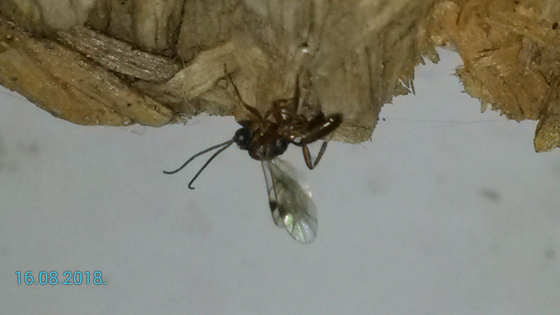 Ichneumonidae - valódi fürkészdarazsak