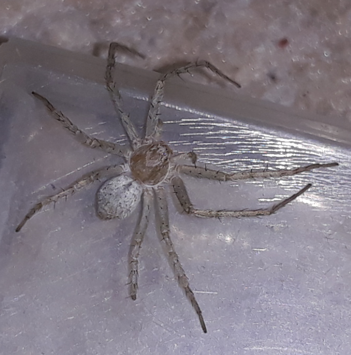 Philodromus longipalpis