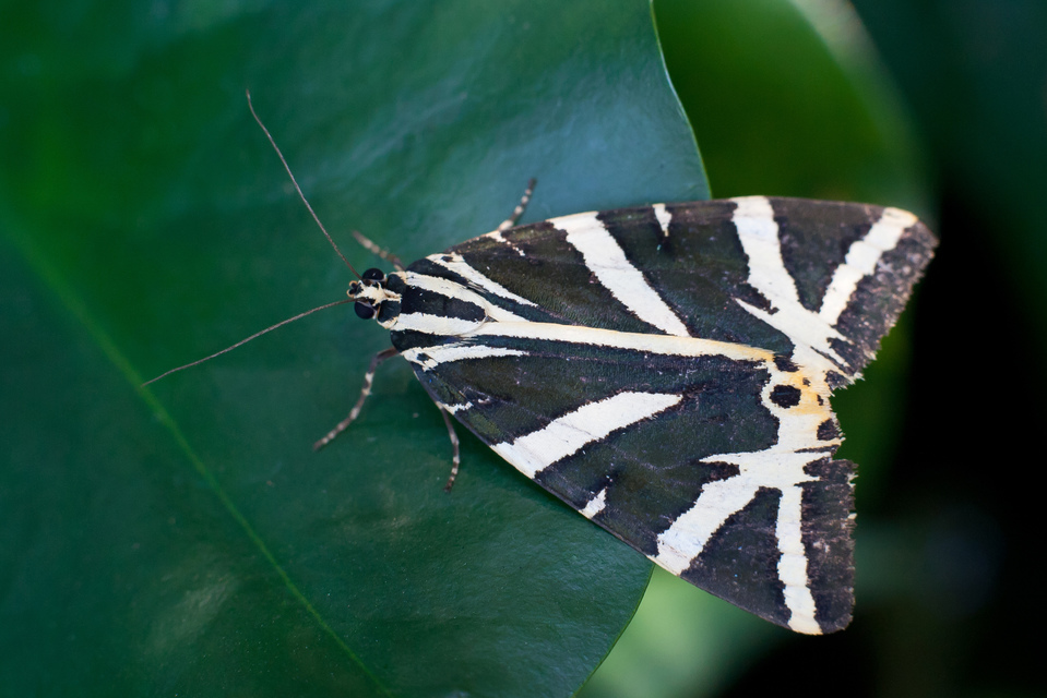 Euplagia quadripunctaria - csíkos medvelepke