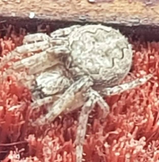 Larinioides ixobolus - ereszalji keresztespók