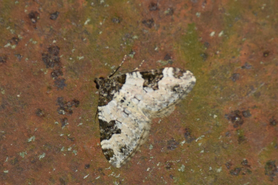 Xanthorhoe fluctuata - közönséges tarkaaraszoló