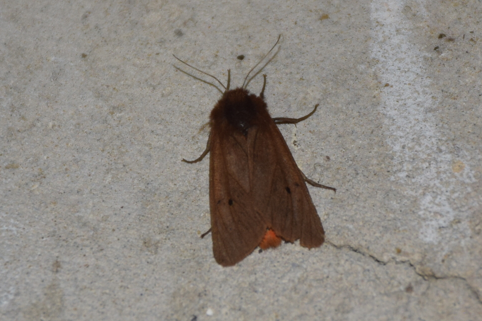 Phragmatobia fuliginosa - füstös medvelepke