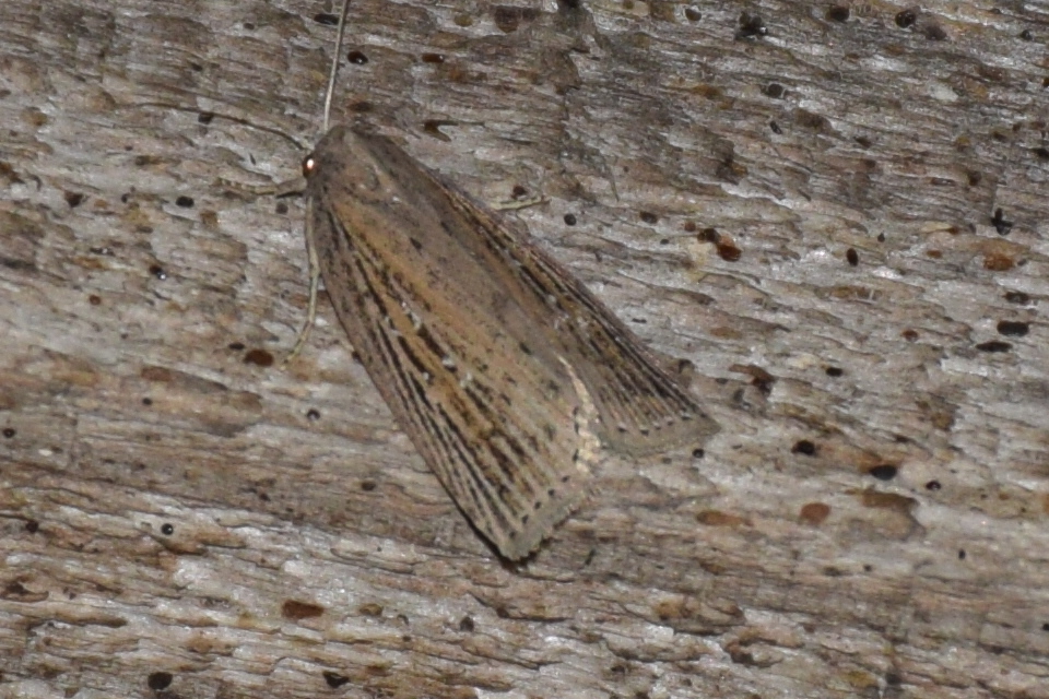 Chilodes maritima - négyfoltos nádibagoly