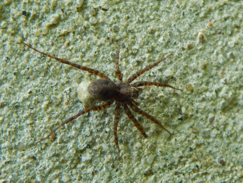 Pardosa