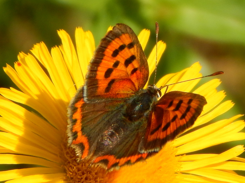 Lycaena phlaeas - közönséges tűzlepke