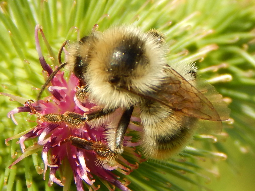Bombus sylvarum - erdei poszméh