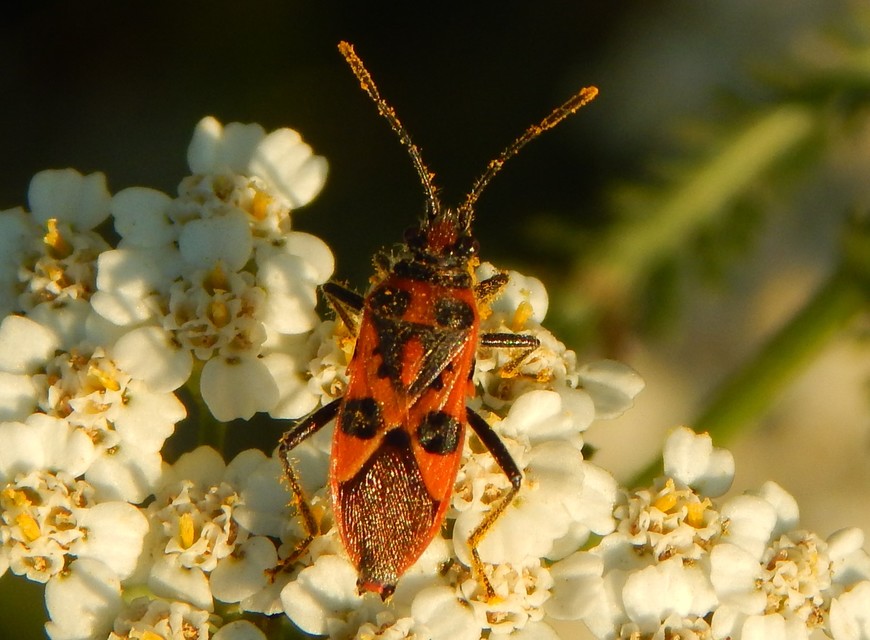Corizus hyoscyami - piros karimáspoloska