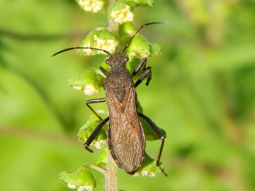 Alydus calcaratus - szőrös tövispoloska