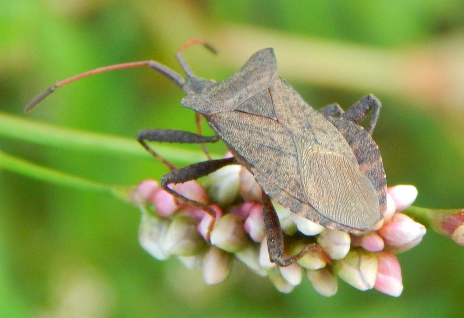 Coreus marginatus - közönséges karimáspoloska