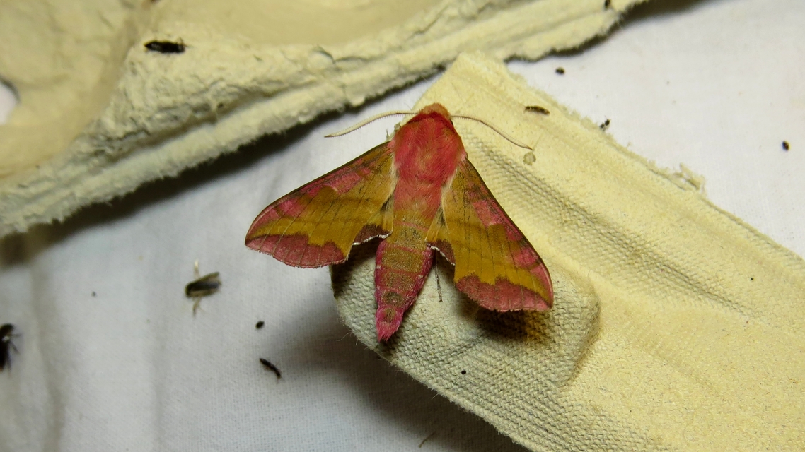 Deilephila porcellus - piros szender