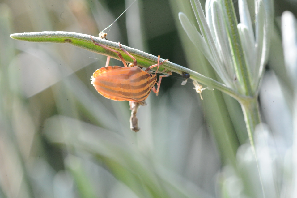 Graphosoma italicum - csíkos pajzsospoloska