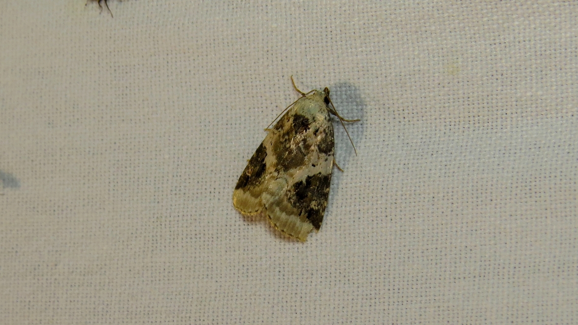 Pseudeustrotia candidula - fehéres apróbagoly