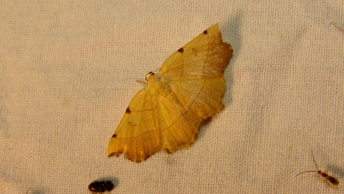 Eilicrinia trinotata - háromjegyű araszoló