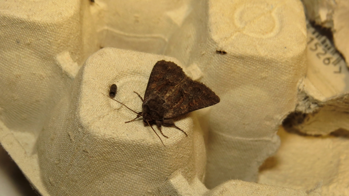 Thalpophila matura - fakó erdeibagoly