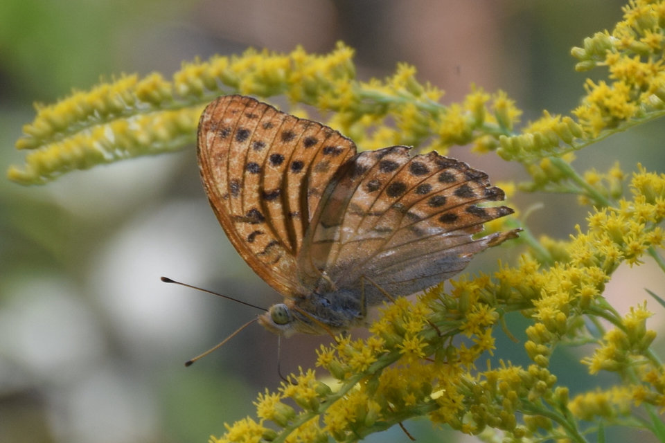 Argynnis paphia - nagy gyöngyházlepke