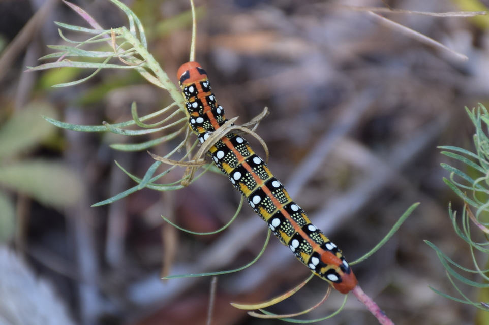 Hyles euphorbiae - kutyatejszender