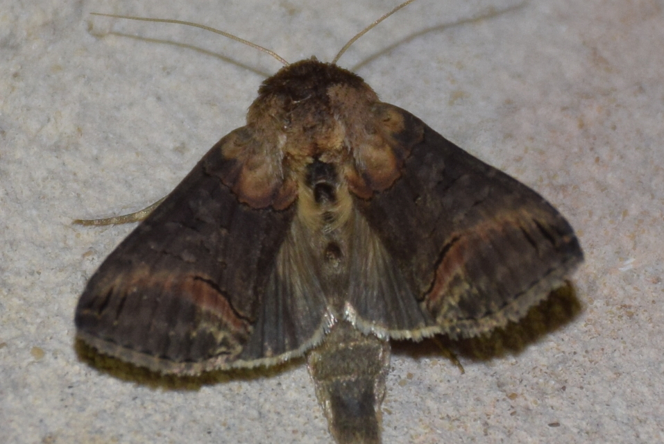 Abrostola triplasia - közönséges csalánbagoly