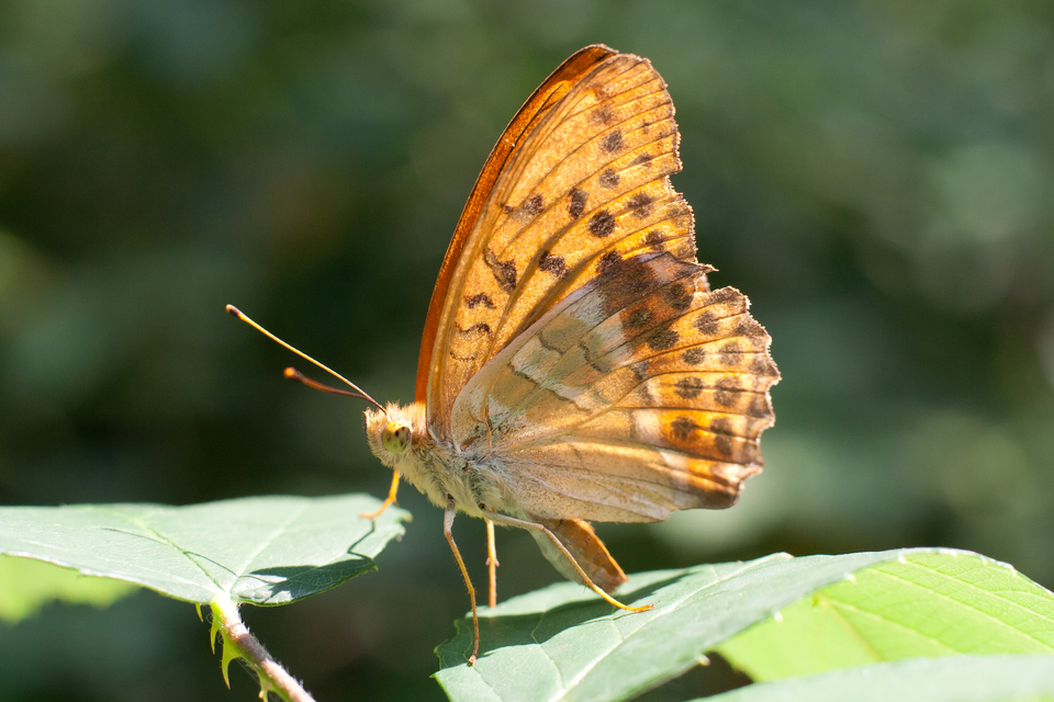 Argynnis paphia - nagy gyöngyházlepke