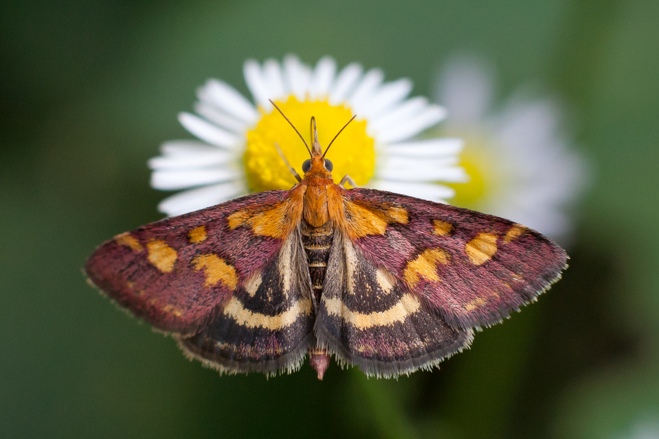 Pyrausta