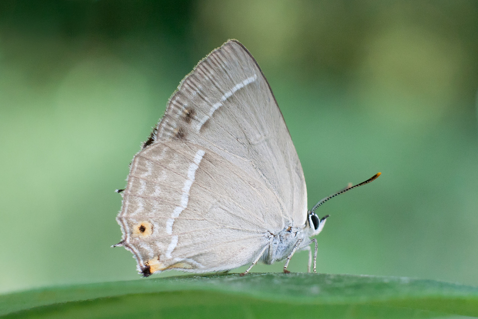 Neozephyrus quercus - tölgyfalepke
