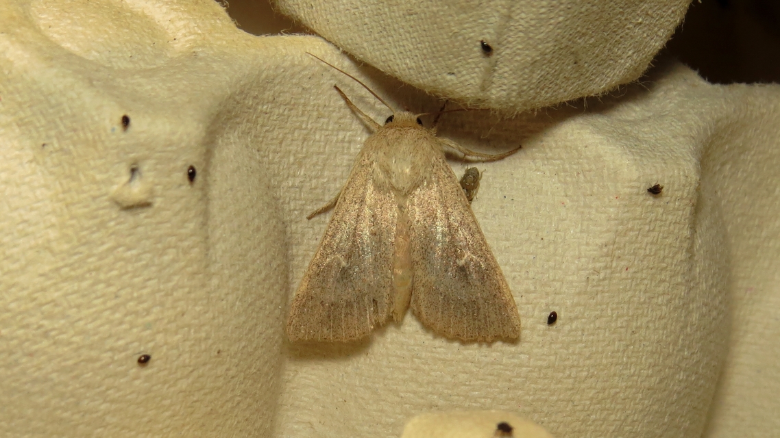 Mythimna ferrago - rozsdaszínű rétibagoly