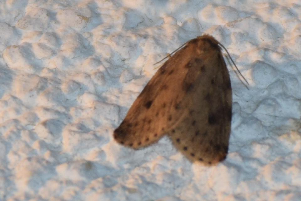 Thumata senex - mocsári medvelepke