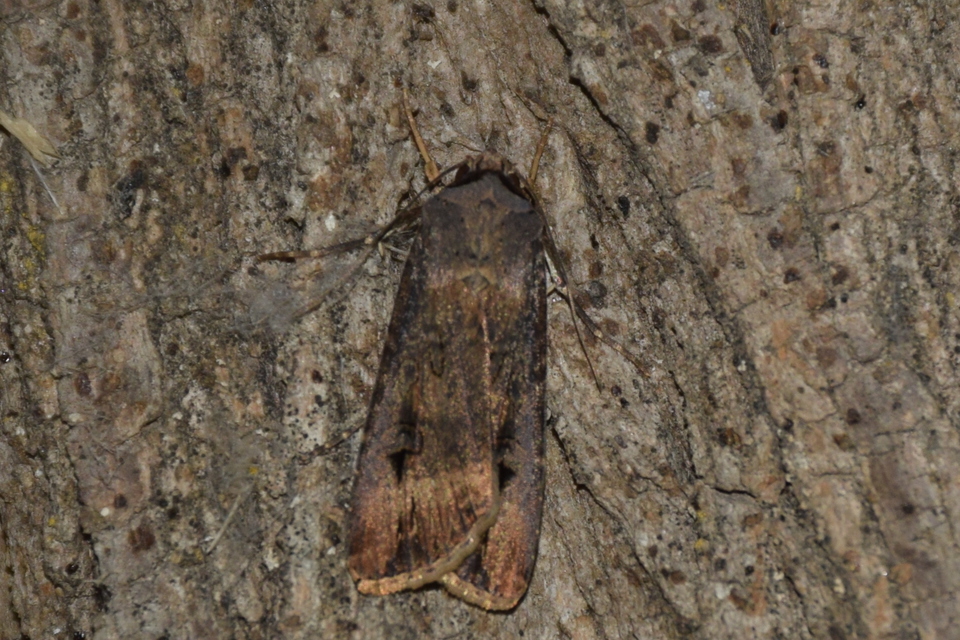 Agrotis ipsilon - nagy földibagoly