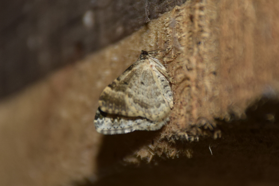 Xanthorhoe fluctuata - közönséges tarkaaraszoló