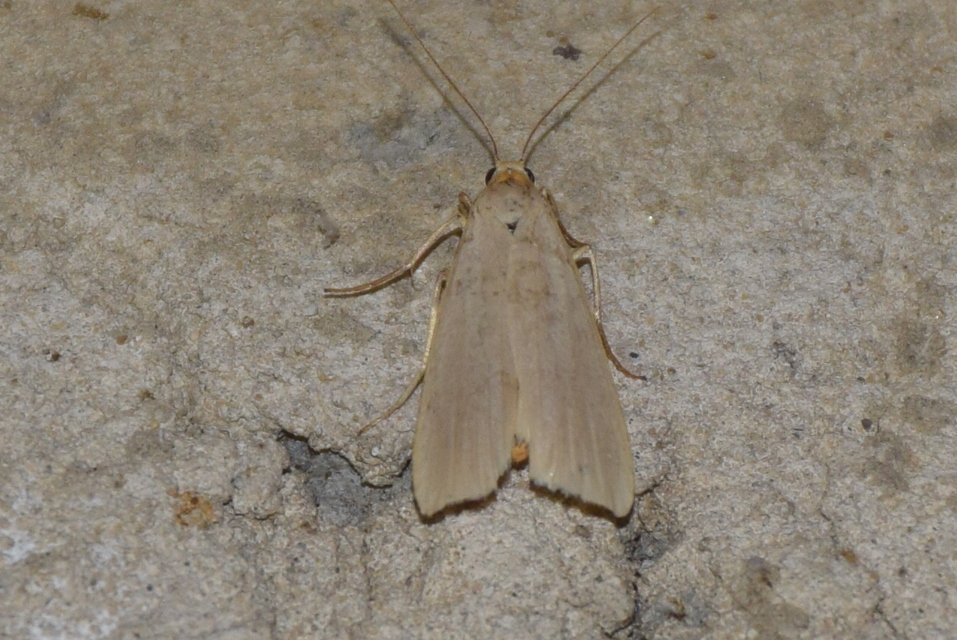 Eilema