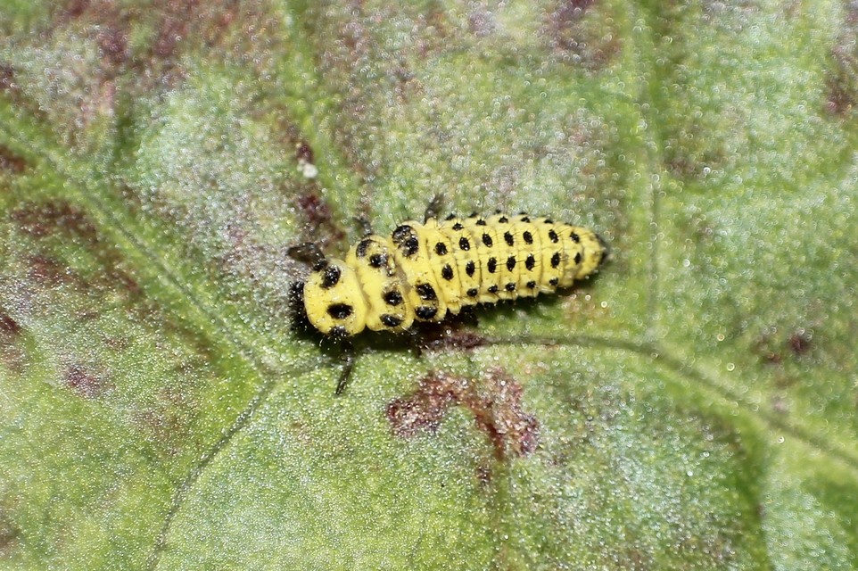 Psyllobora vigintiduopunctata - huszonkétpettyes katica