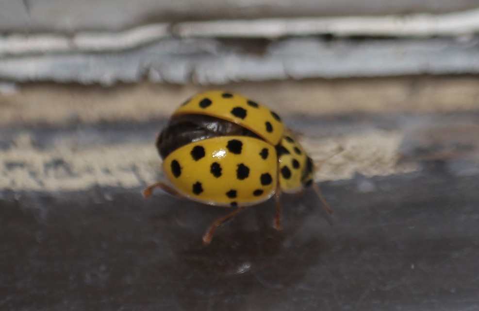 Psyllobora vigintiduopunctata - huszonkétpettyes katica