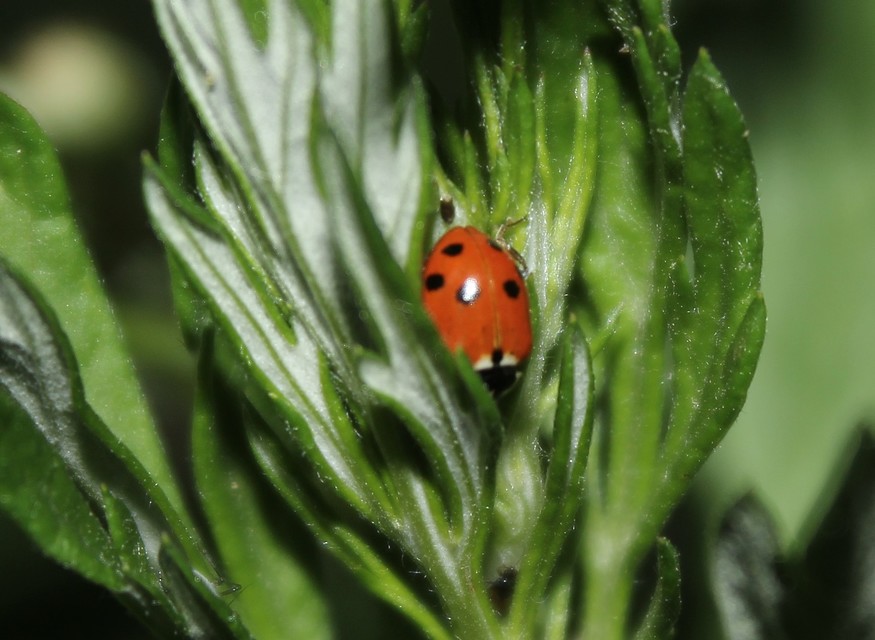 Hippodamia variegata - tizenhárompettyes katica