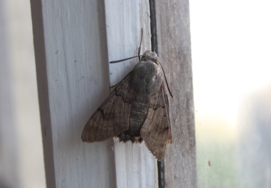 Macroglossum stellatarum - kacsafarkú szender