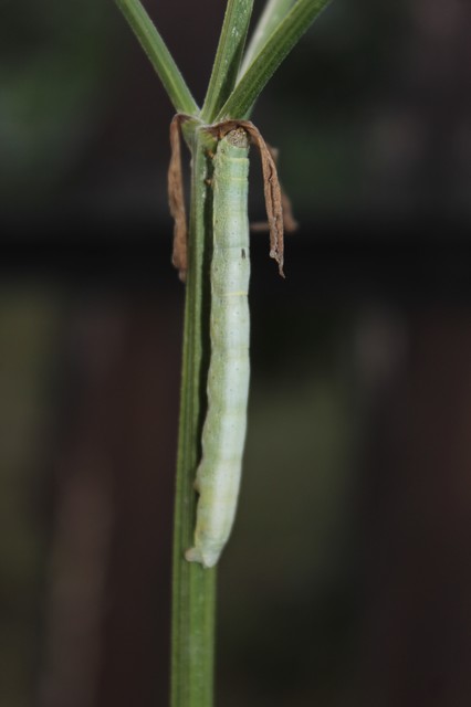 Ascotis selenaria - holdas faaraszoló