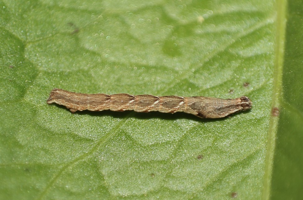 Timandra comae - piroscsíkos csipkésaraszoló