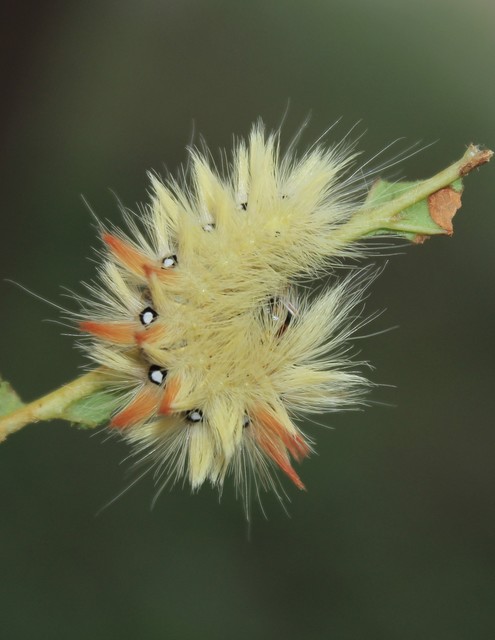 Acronicta aceris - vadgesztenye-szigonyosbagoly