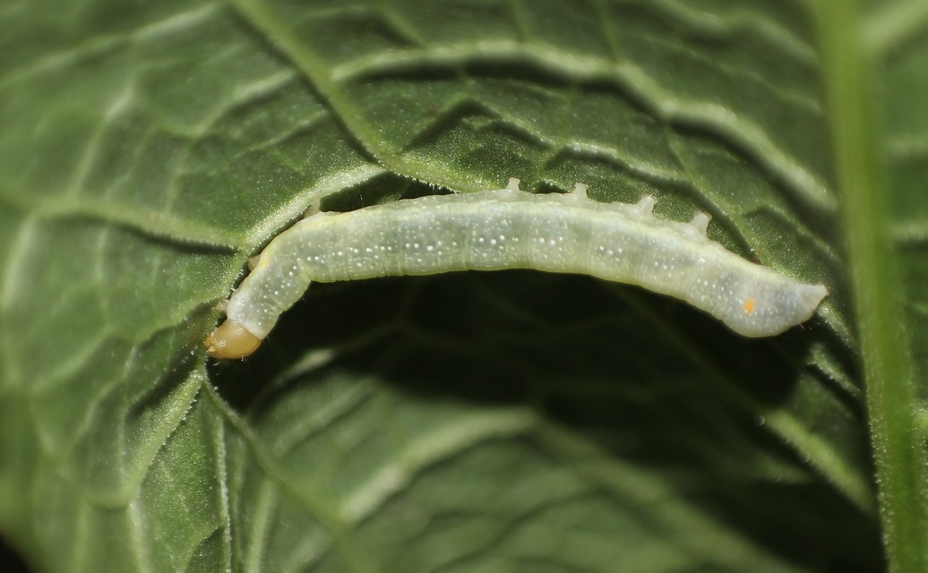 Trachea atriplicis - nyári zöldbagoly