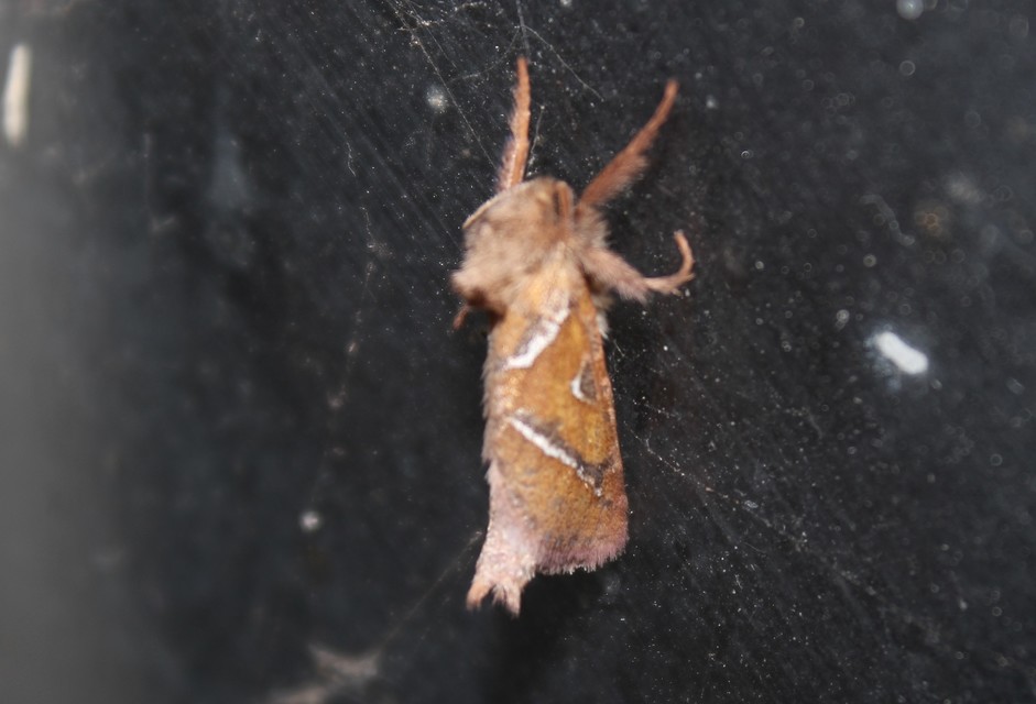 Triodia sylvina - kis gyökérrágólepke
