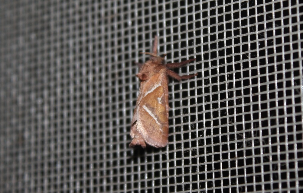 Triodia sylvina - kis gyökérrágólepke