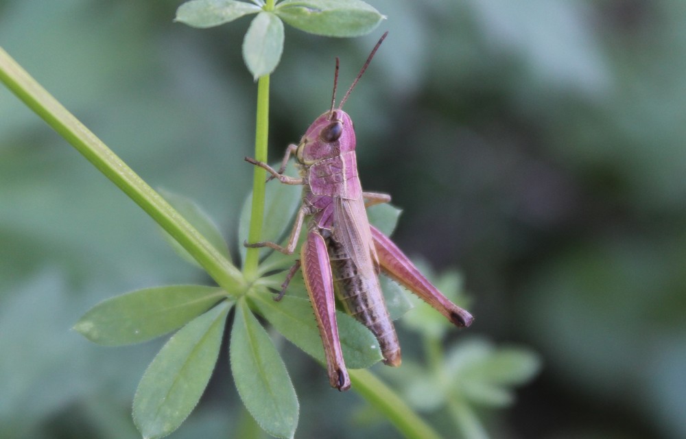 Pseudochorthippus parallelus - közönséges rétisáska