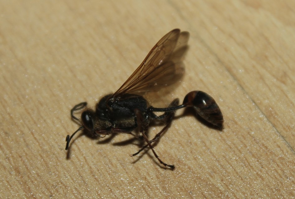 Sceliphron curvatum - barnalábú lopódarázs