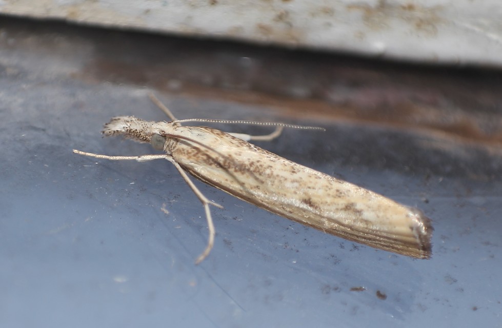 Agriphila inquinatella - közönséges fűgyökérmoly