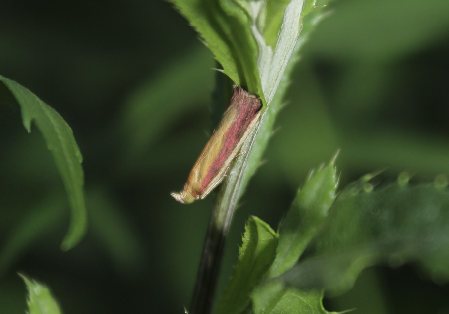 Oncocera semirubella - lucernamoly